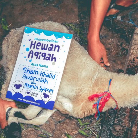 Hewan Aqiqah Si Kecil