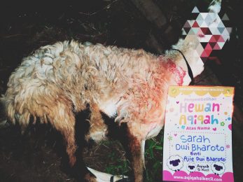 Hewan Aqiqah Si Kecil