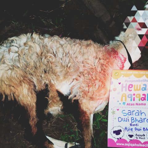 Hewan Aqiqah Si Kecil